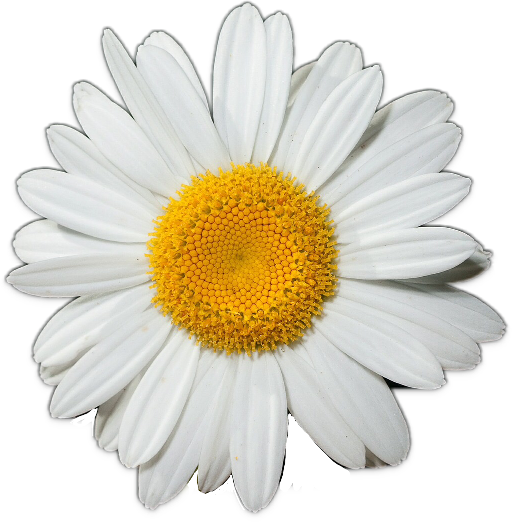 Daisy Clipart Free Download Transparent Png Clipart Library Clip daisy-clipart-free-download-transparent-png-clipart-library-clip